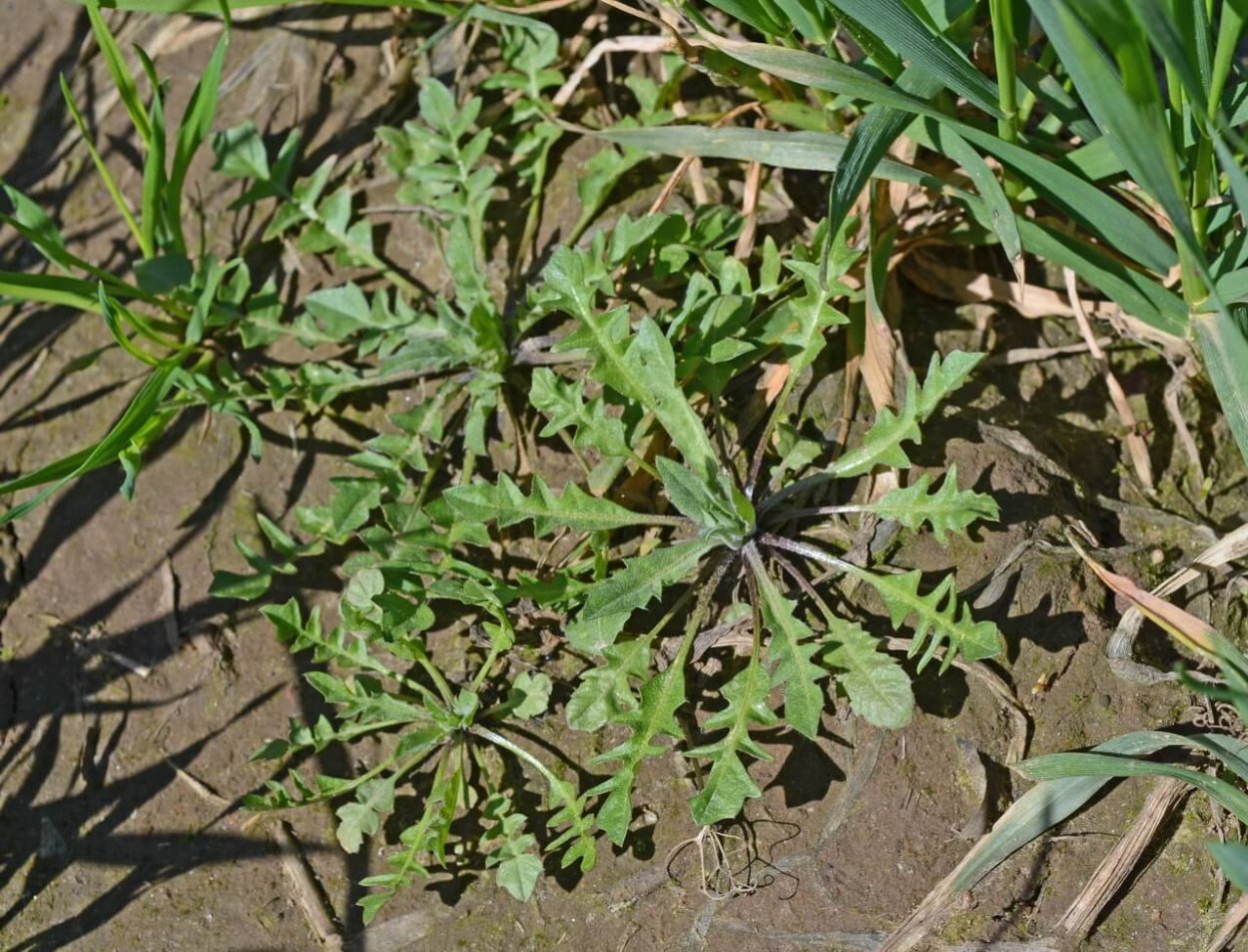 Гулявник лекарственный (Sisymbrium officinale)