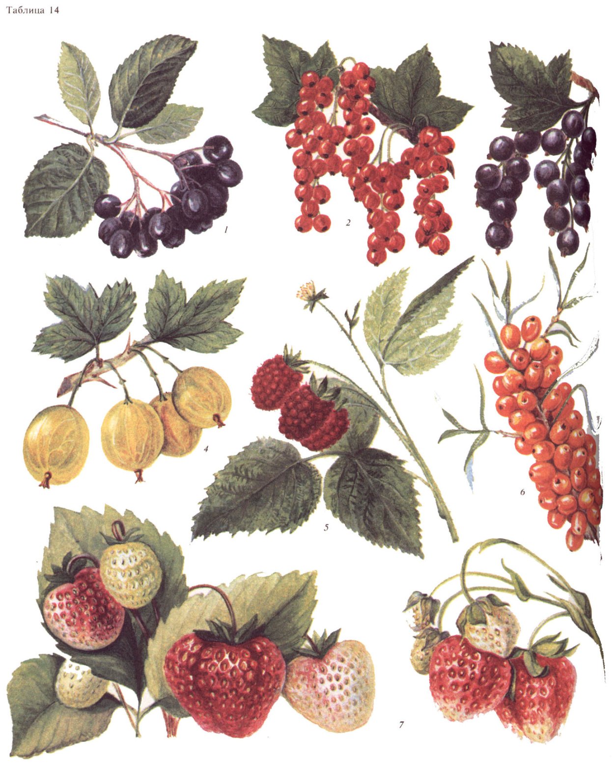 Земляника Лесная (Fragaria vesca l.)