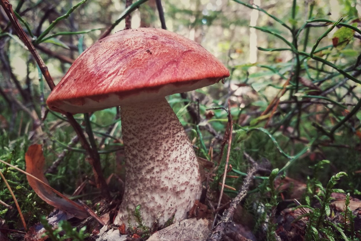 Фиолетовый гриб на пеньке