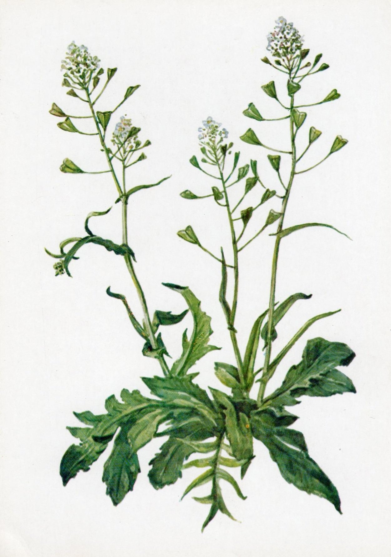 Цветки Капселла Бурса пасторис