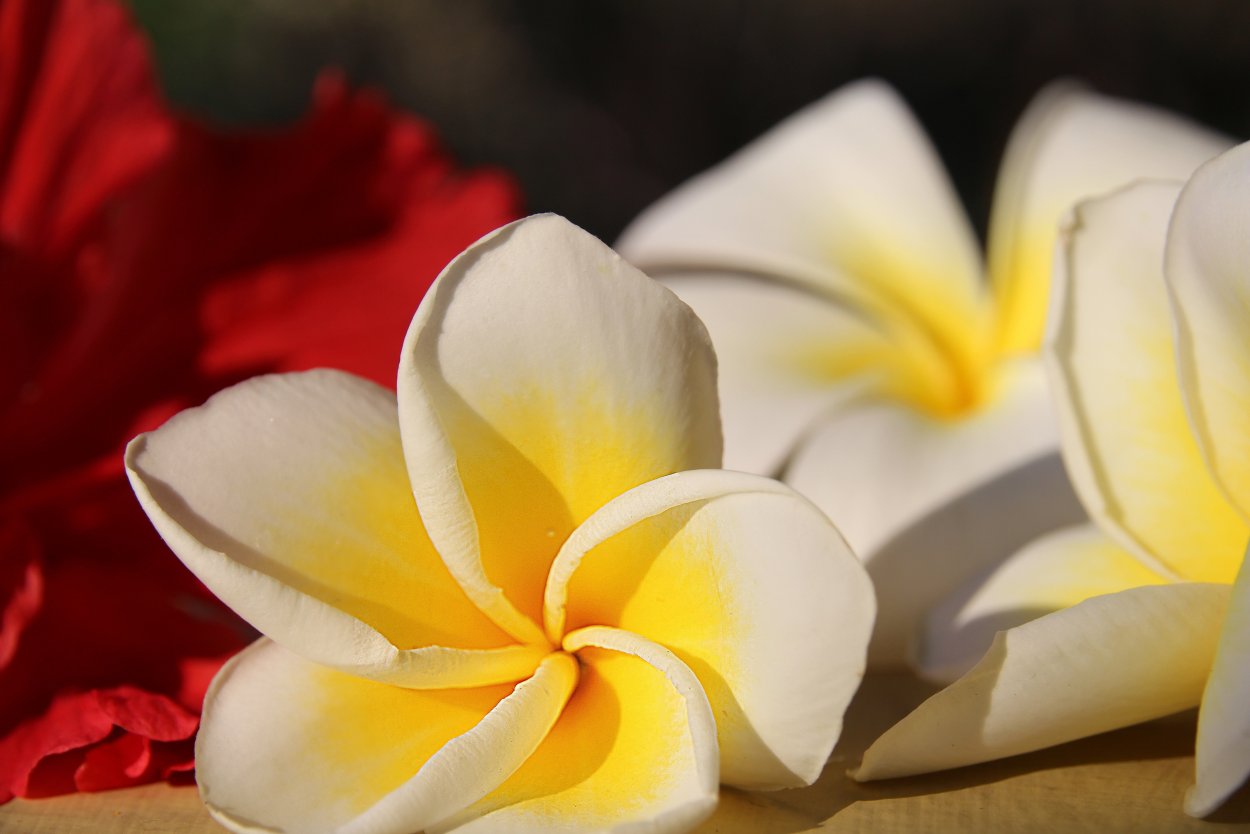 Франжипани лепесток