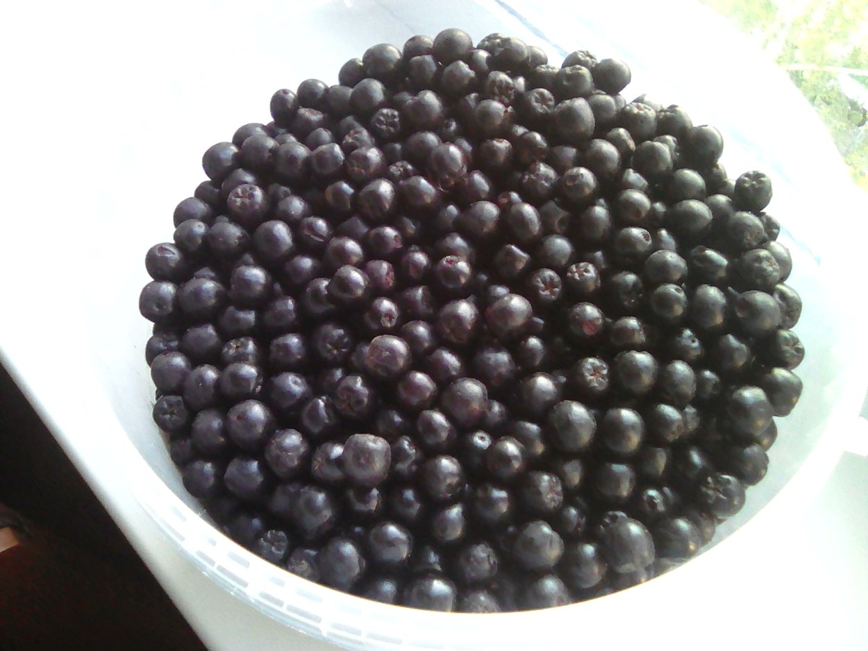 Ягоды Сибири