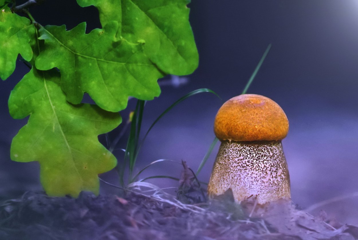 Красивые грибочки