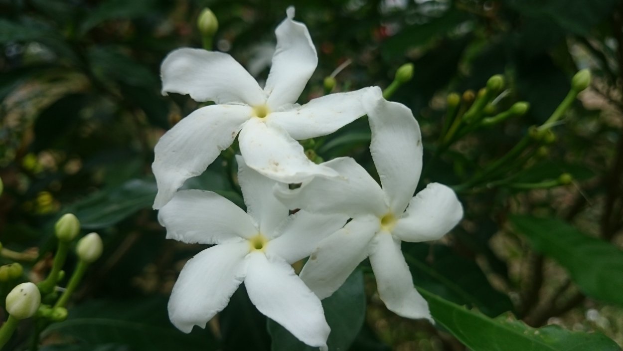Жасмин цветы
