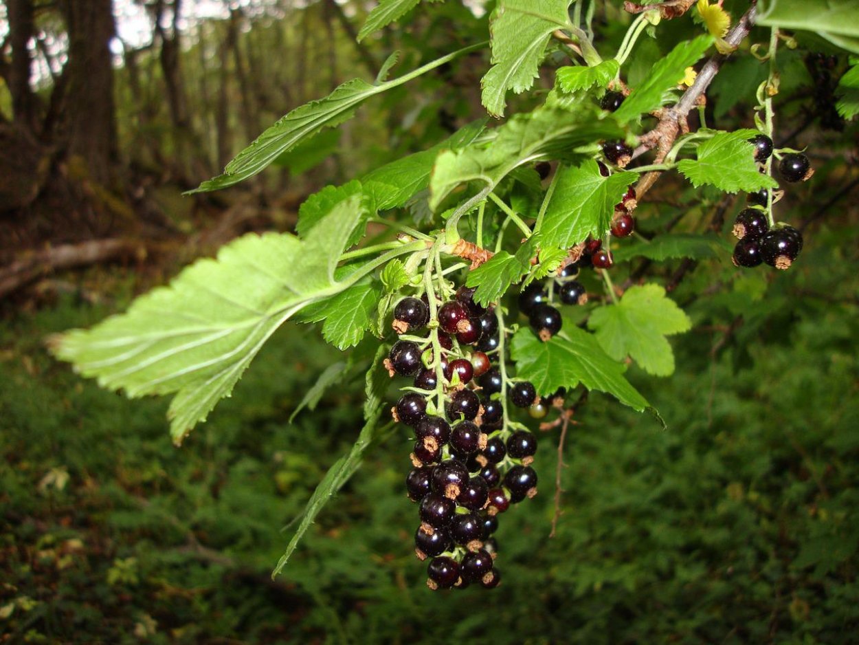 Forest Fruits in Forrest