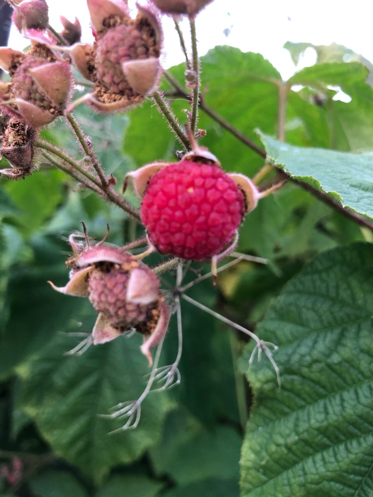 Аргус ягода