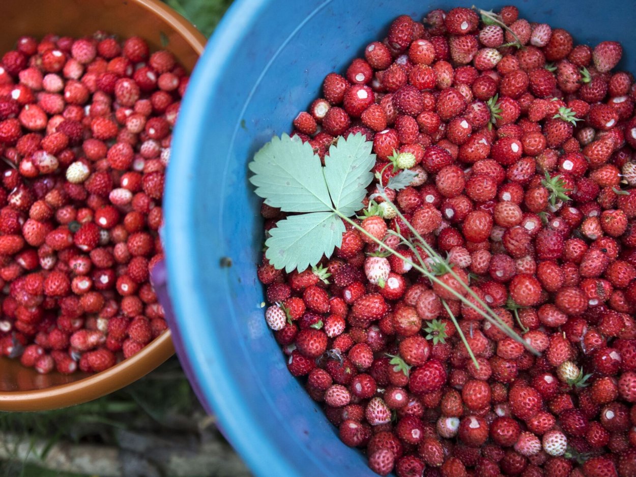 Голубика обыкновенная гонобобель