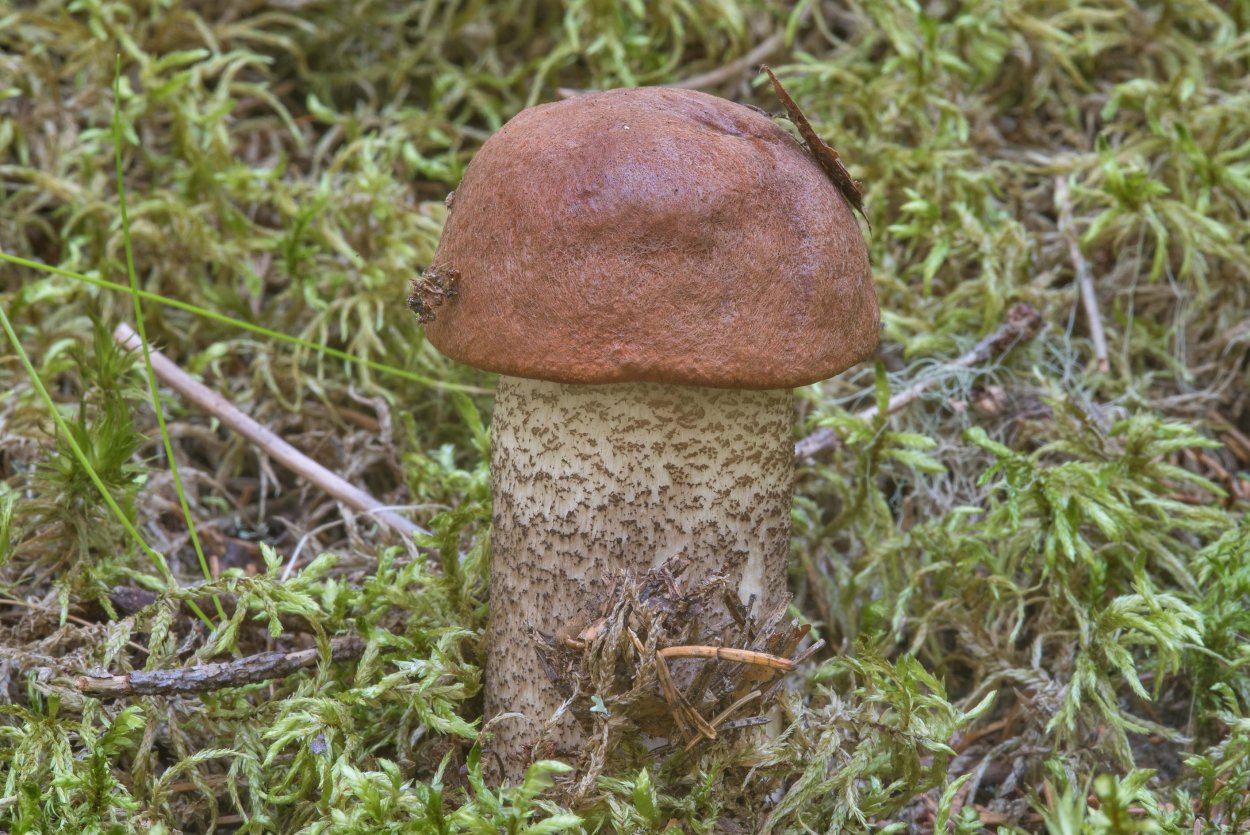 Подосиновик мякоть