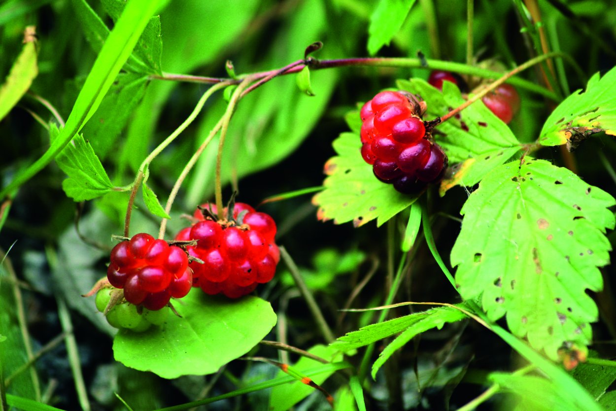 Темные ягоды