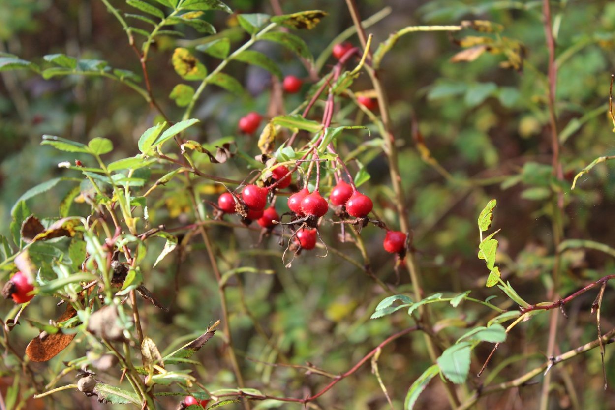 Кукуля Ягодное дерево