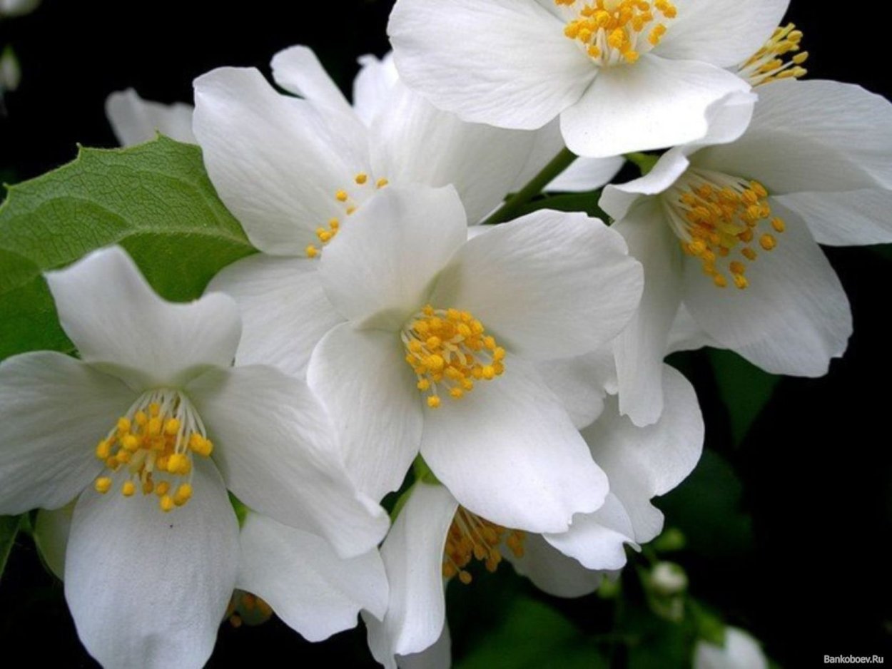 Жасмин растение