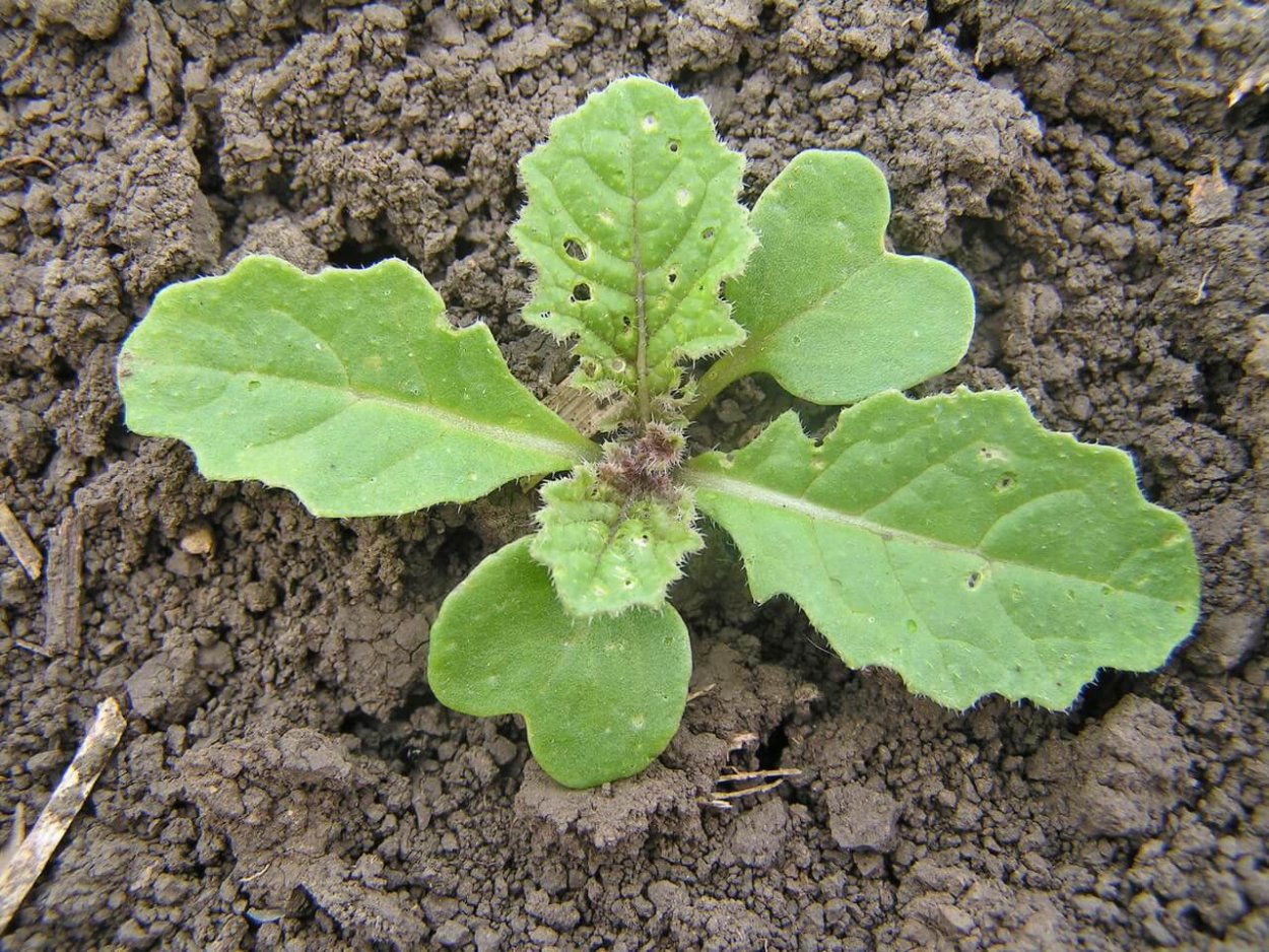 Горчица Полевая всходы