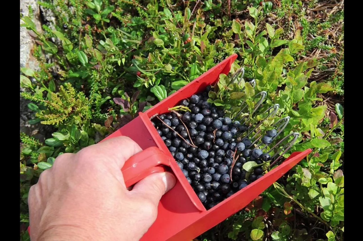 Ягодный июль