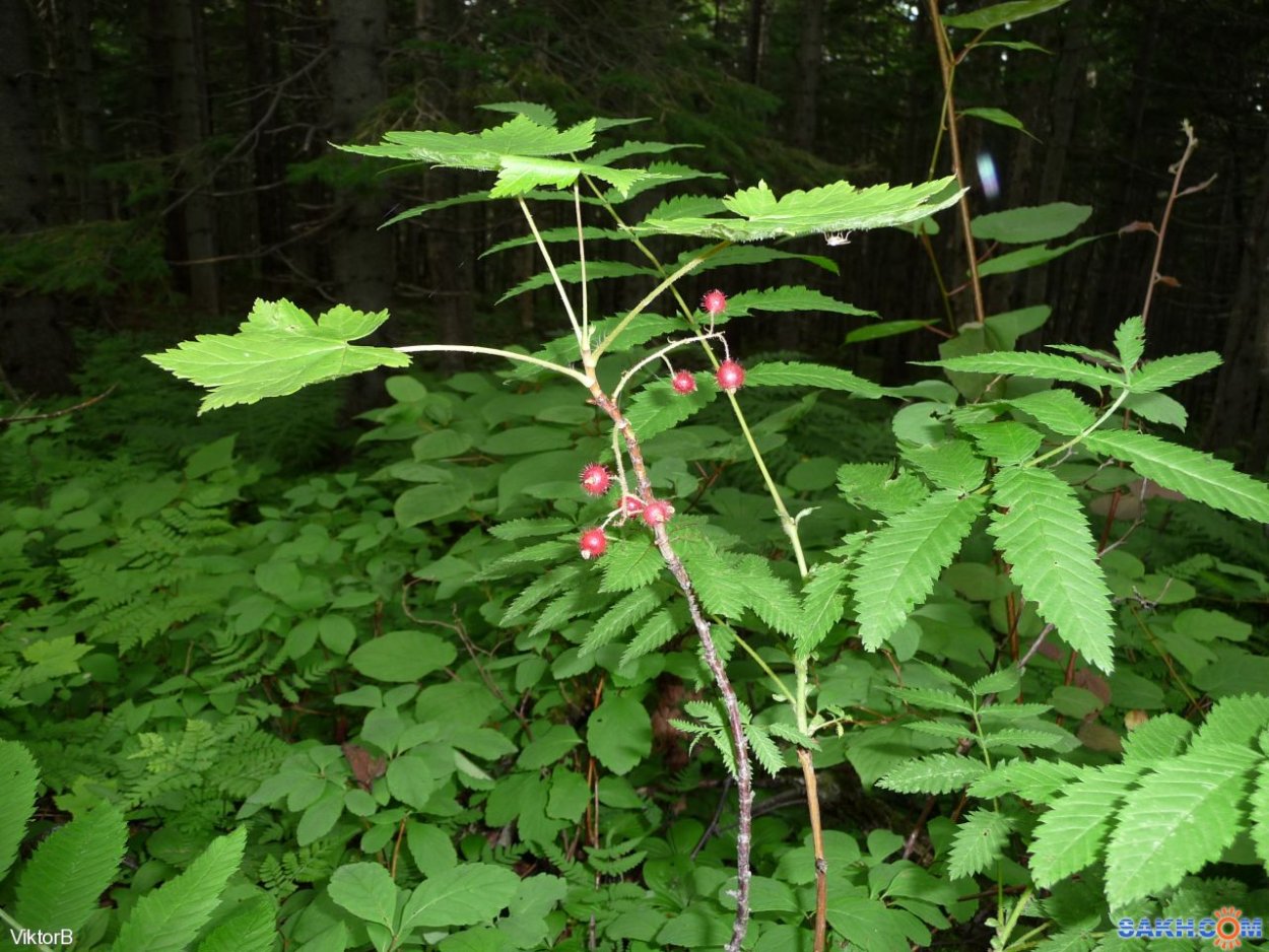 Ведро голубики