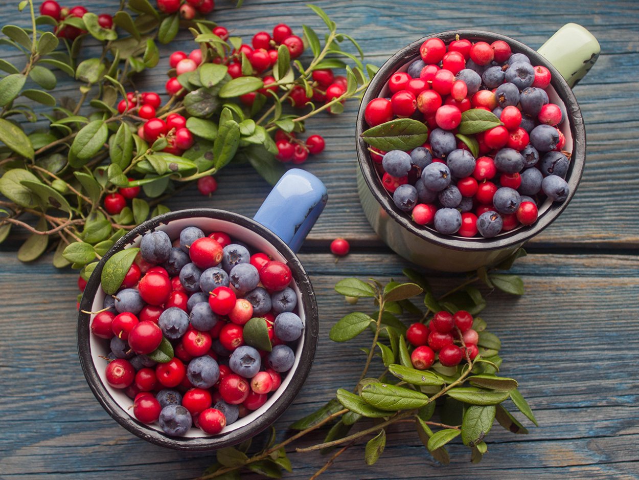 Черника кустарничек