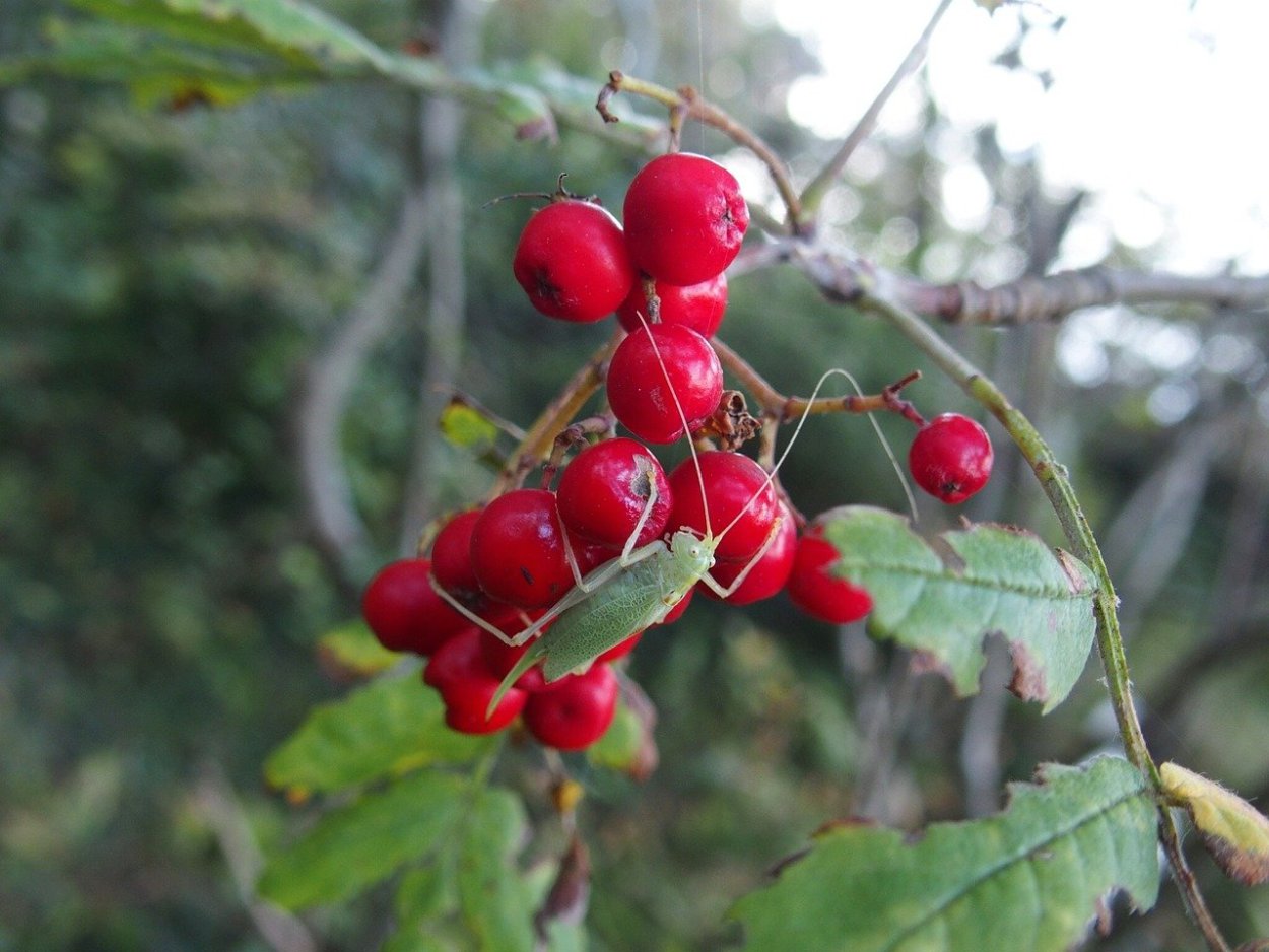 Горькая ягода