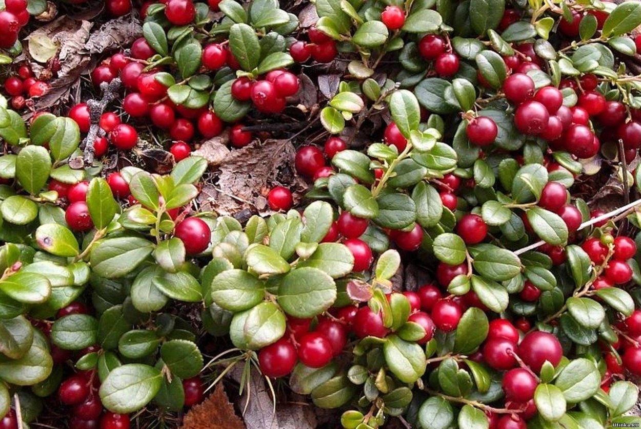 Немецкая ягода