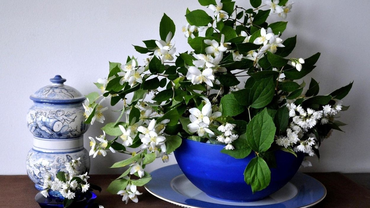 Жасмин цветы