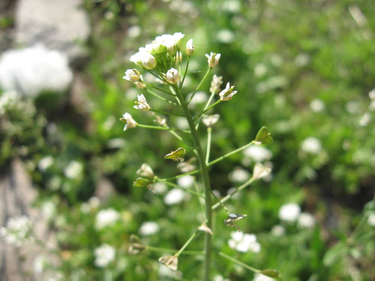Гулявник лекарственный (Sisymbrium officinale)