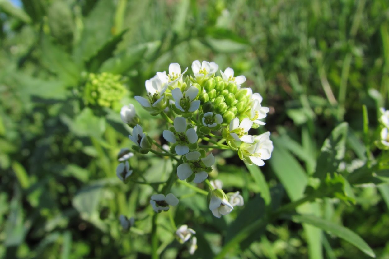 Редька Дикая (Raphanus raphanistrum)