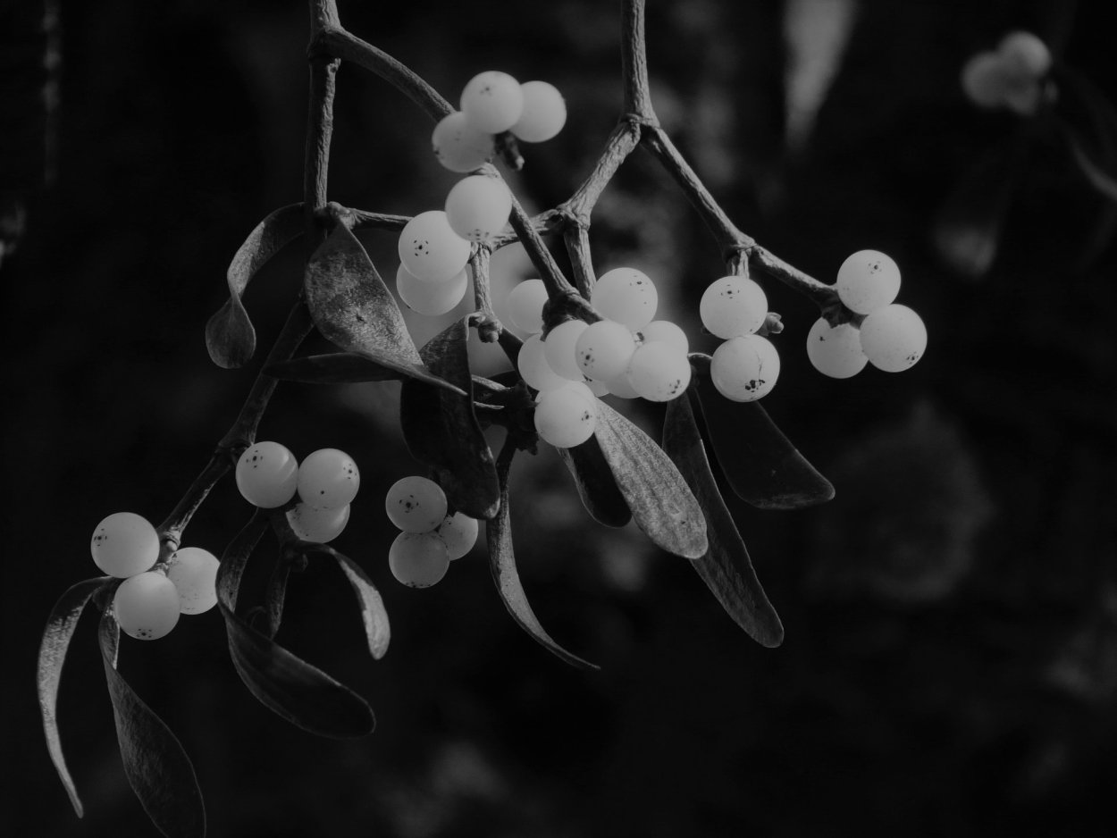 Снежноягодник белый