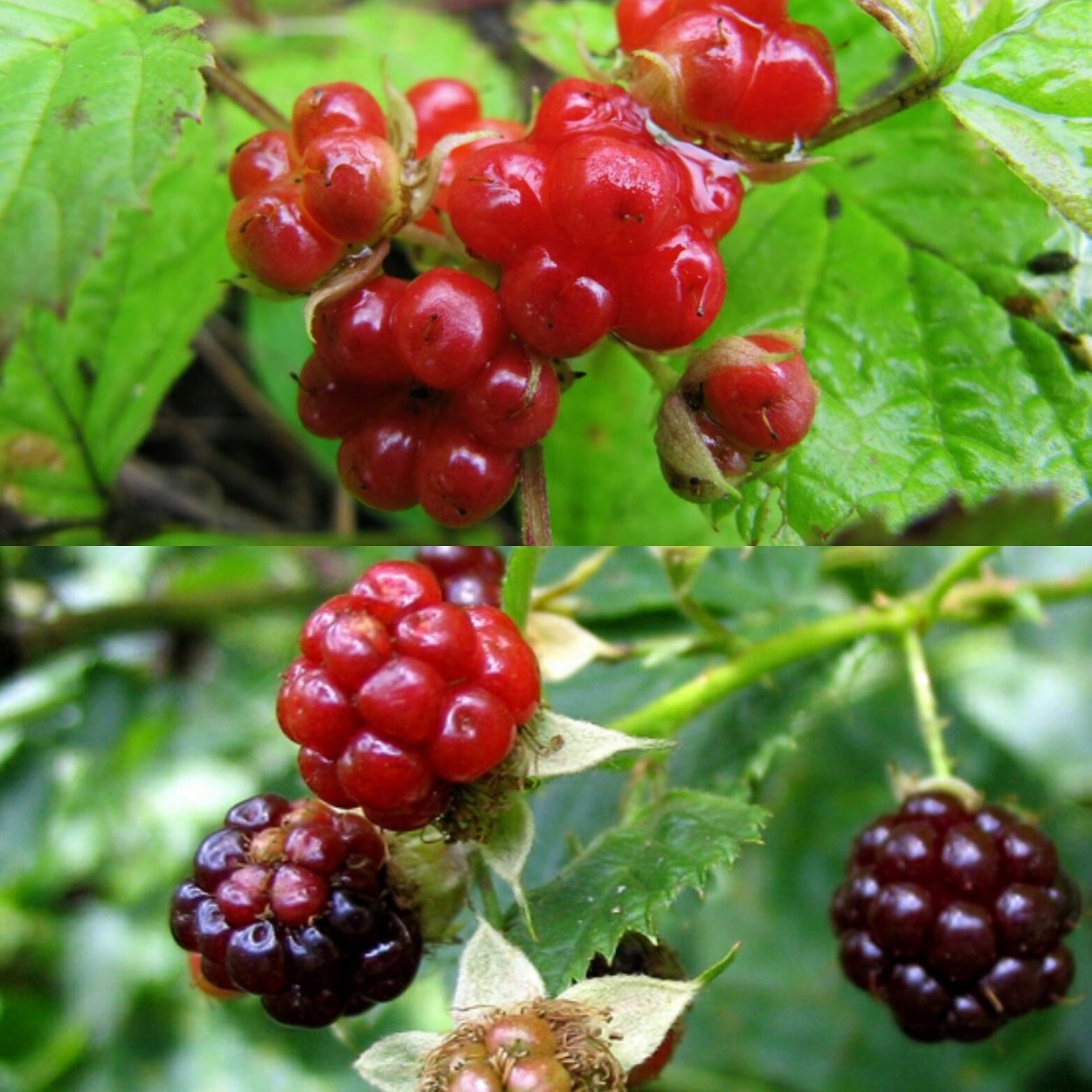 Костяника ягода