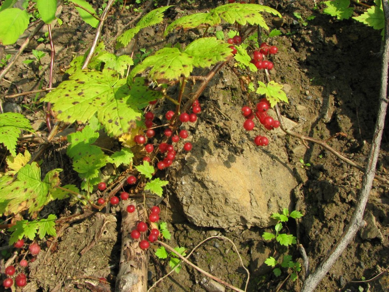 Смородина черный Кардинал