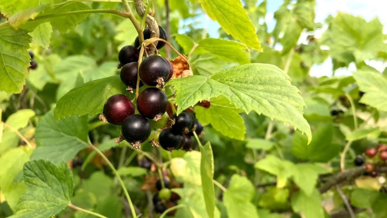 Можжевельник жимолость смородина
