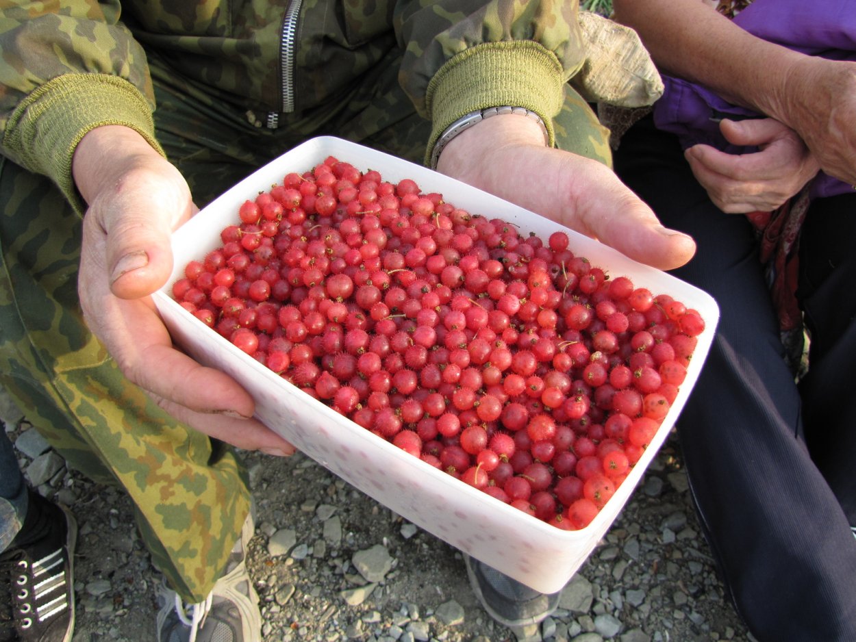 Ягоды на доске