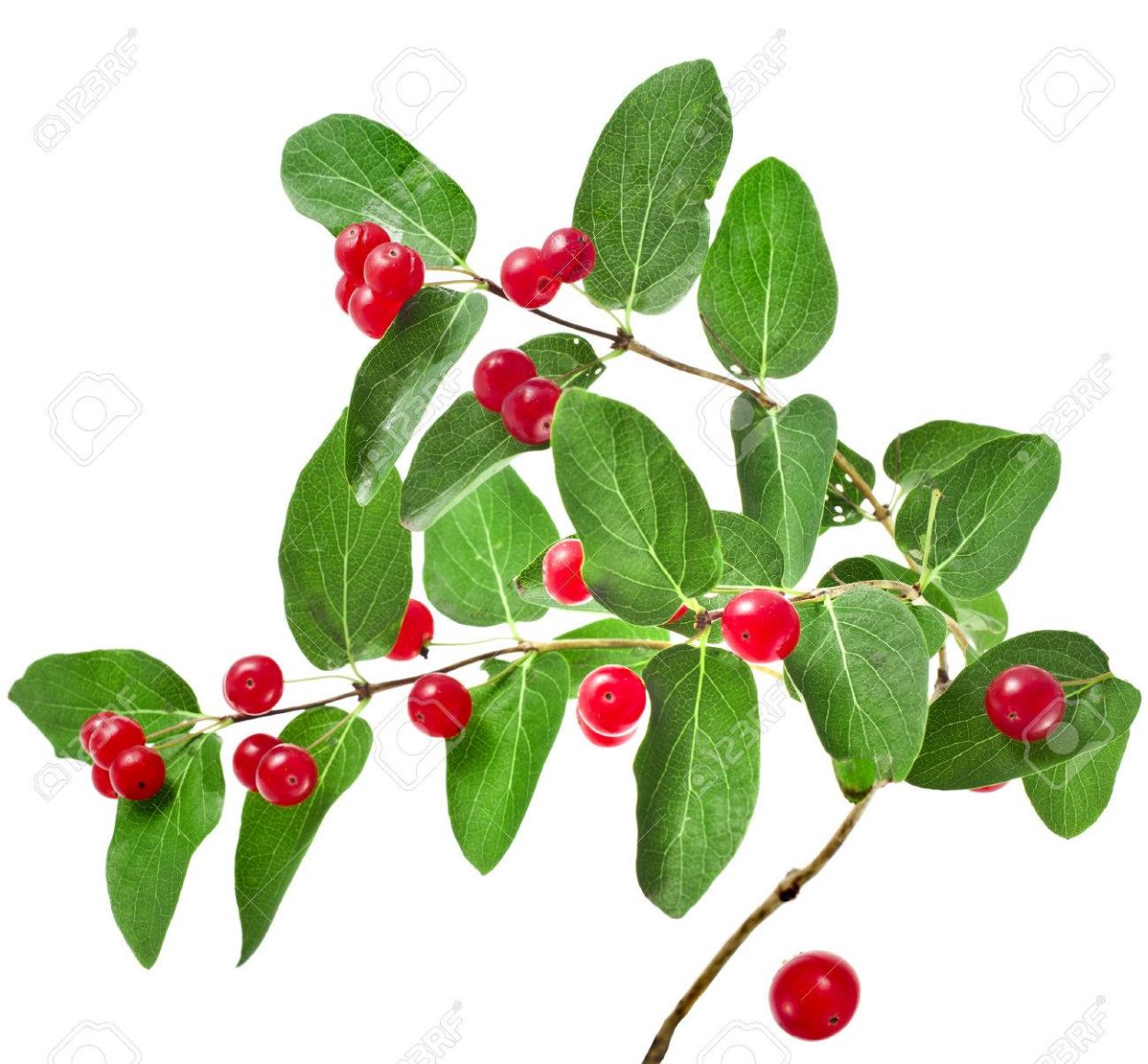 Снежноягодник белый (кистистый)