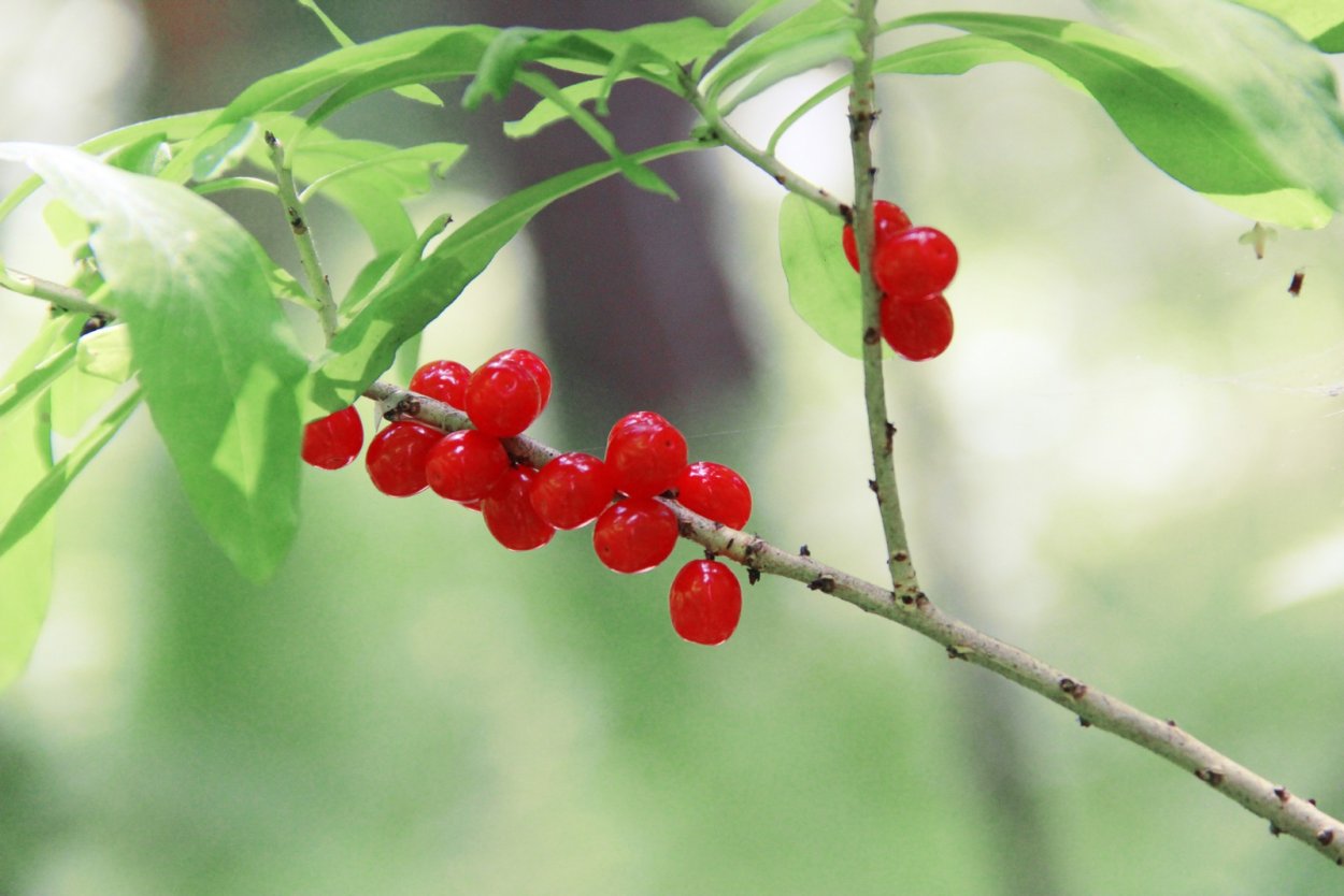 Дерен Свидина кустарник