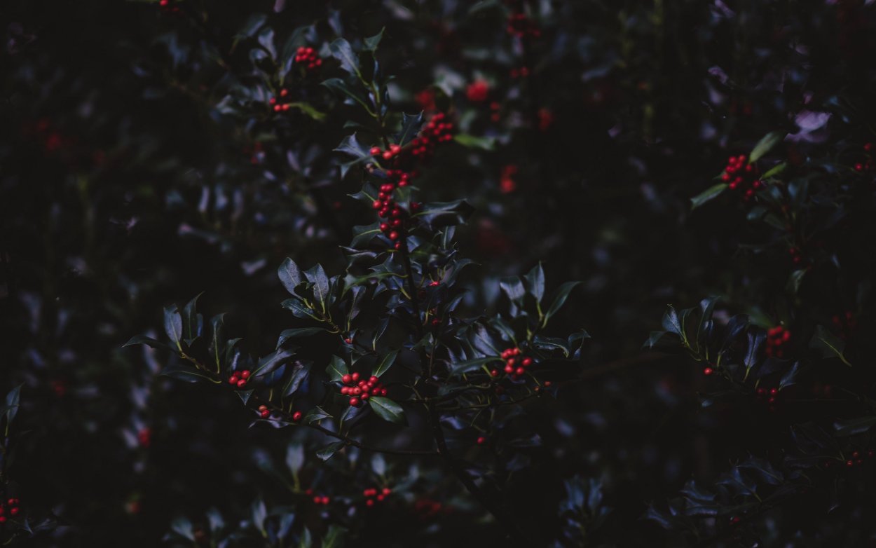 Зимние растения