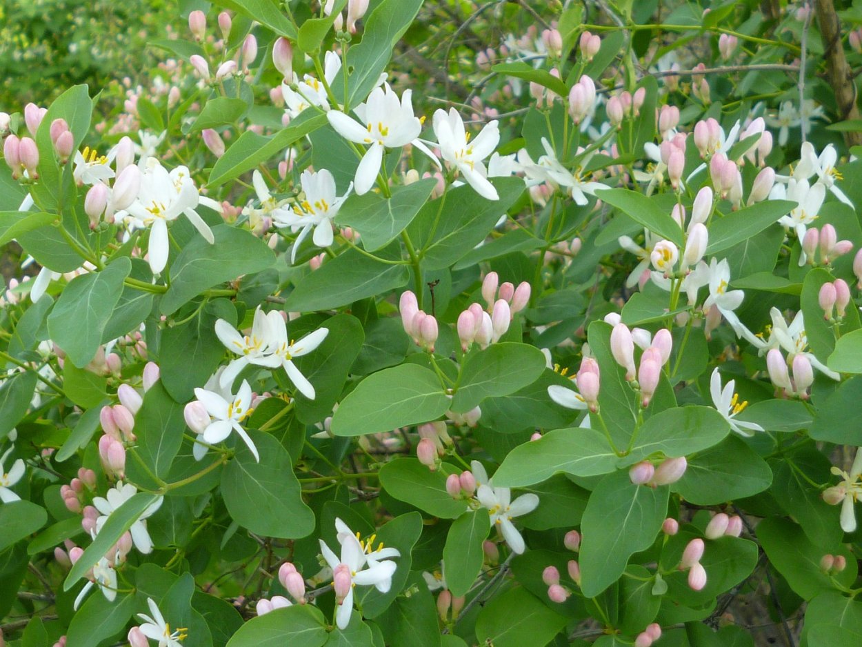 Снежноягодник жимолостный