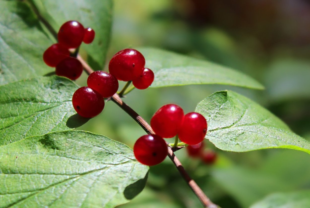 Жимолость Лесная-Lonicera xylosteum