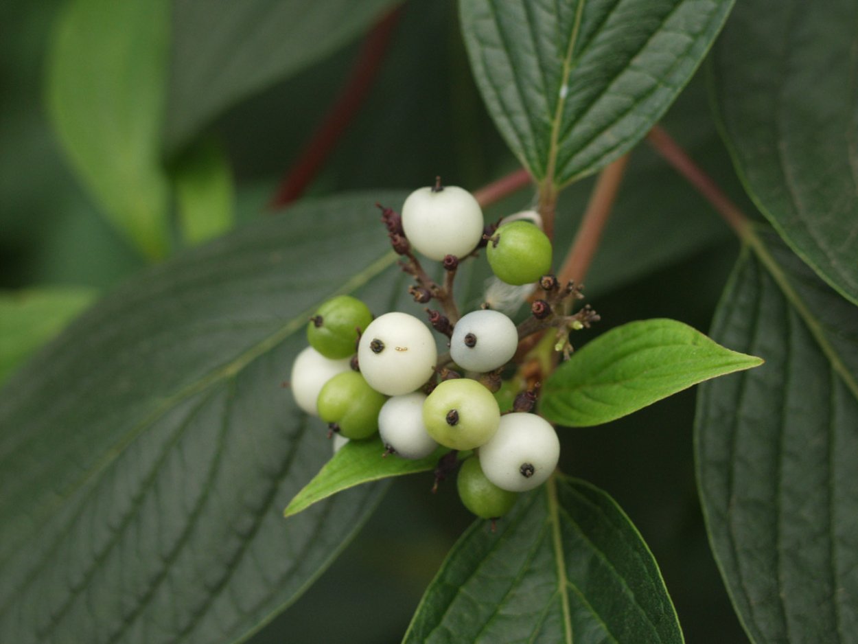Жимолость обыкновенная (Lonicera xylosteum)