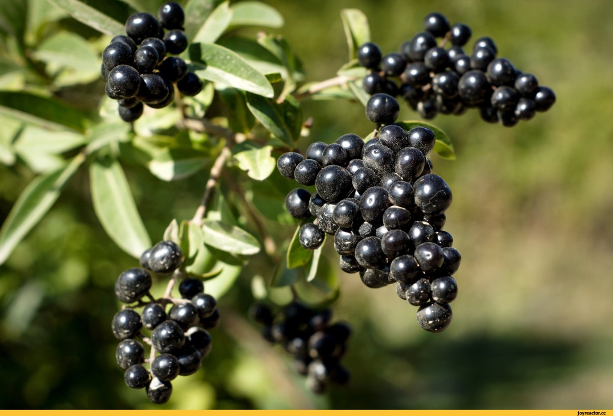 Волчья ягода (бирючина)