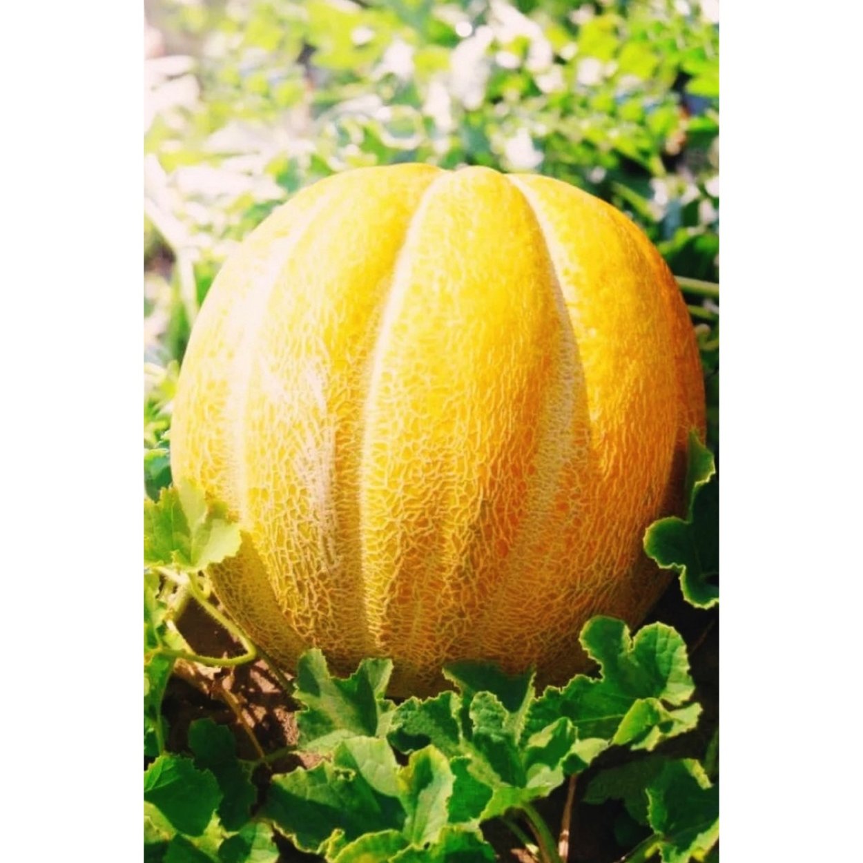 Арбузы дыни баннер