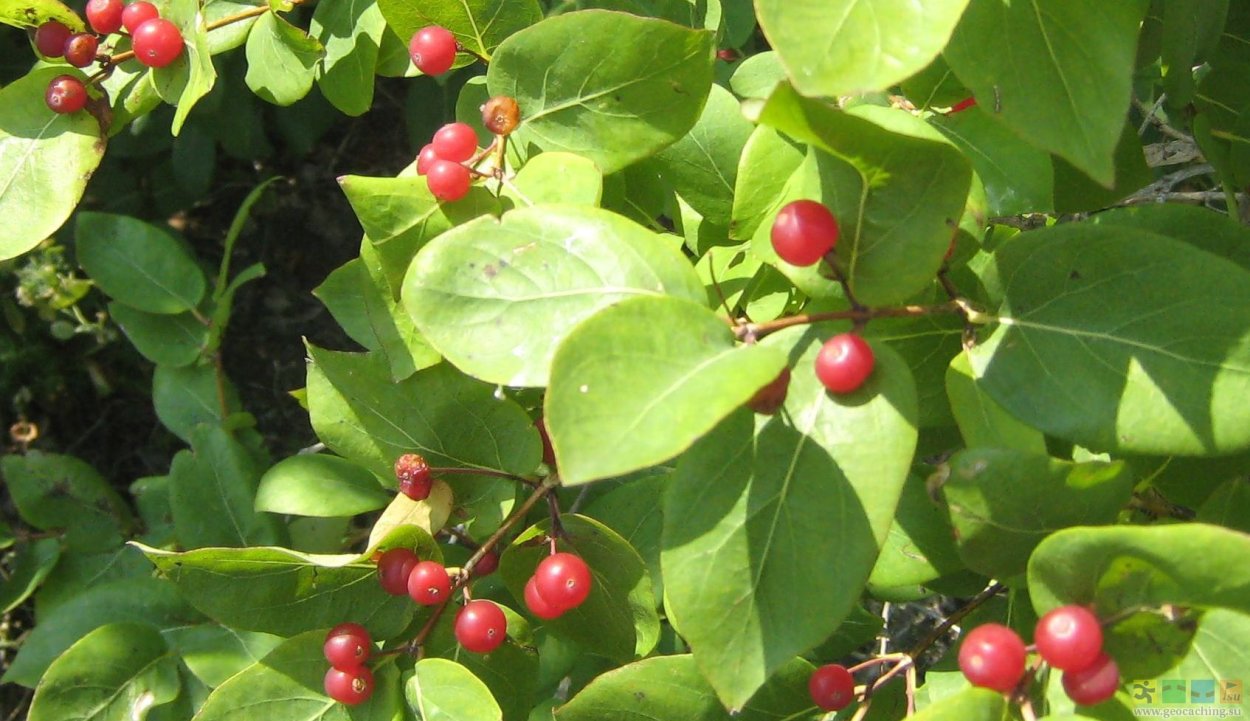 Ветка черники тату