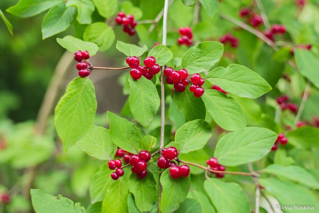 Волчья ягода Карелия