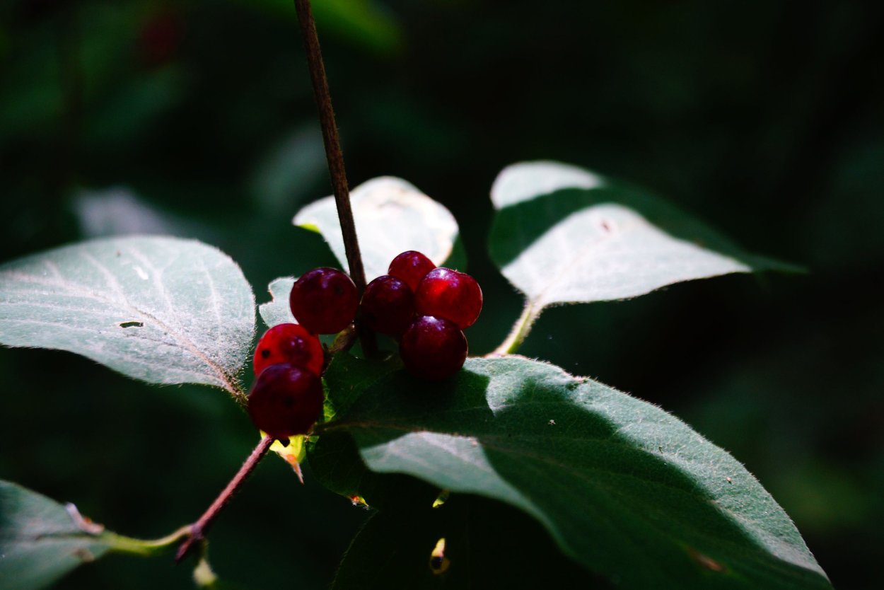 Бирючина обыкновенная ягоды