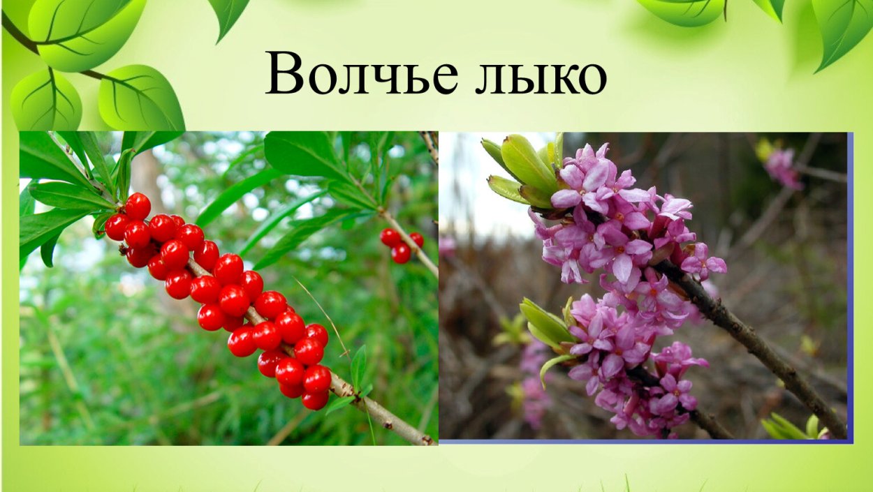 Факты о Волчьем лыке
