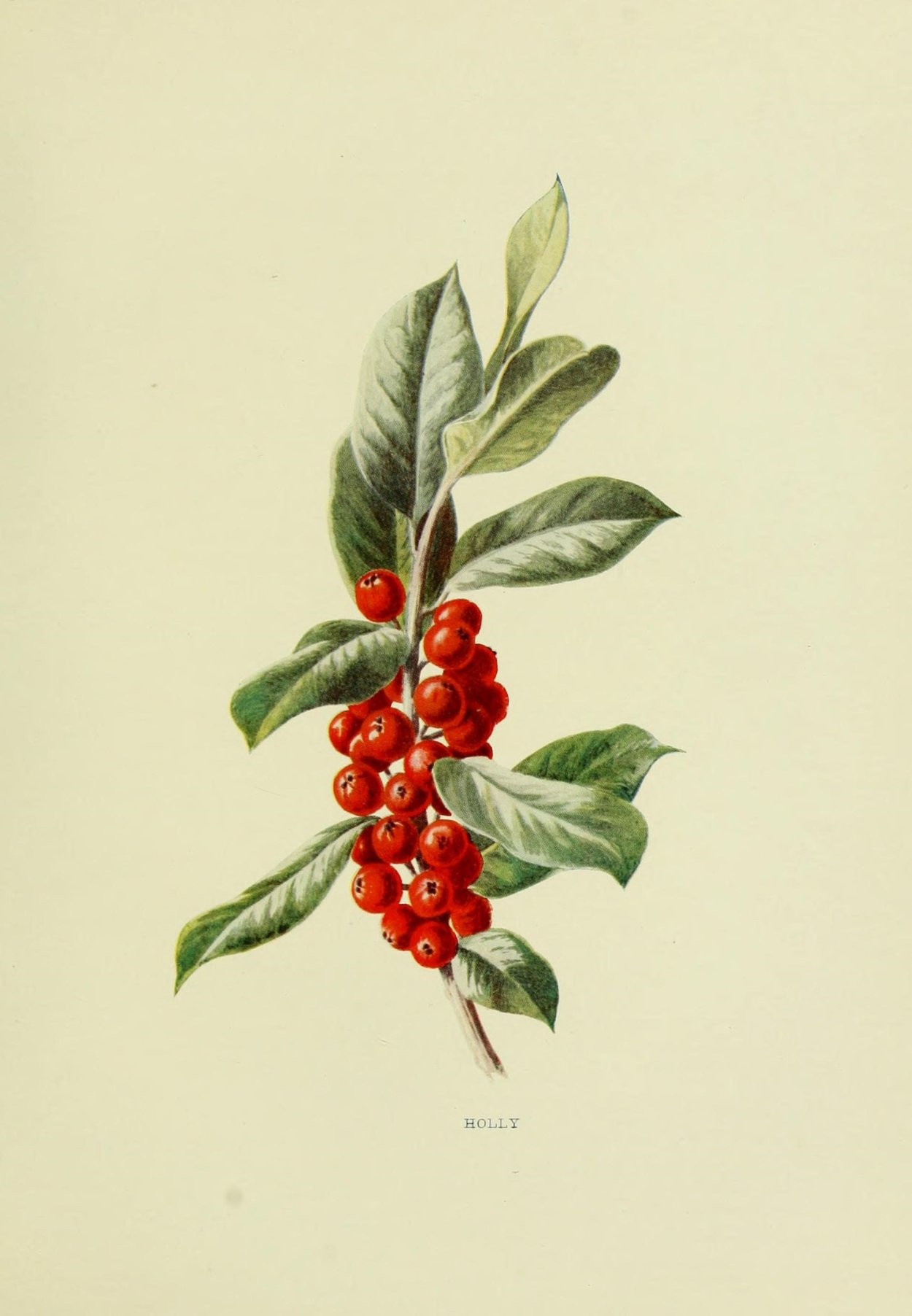 Волчье лыко ягода