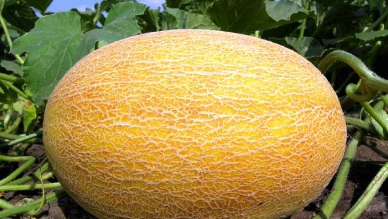 Дыня Агаси f1