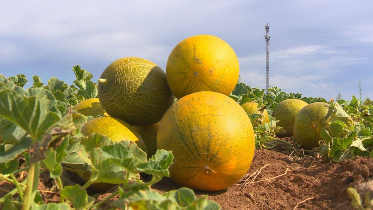 Вьетнамская дыня дедушки Хошимина