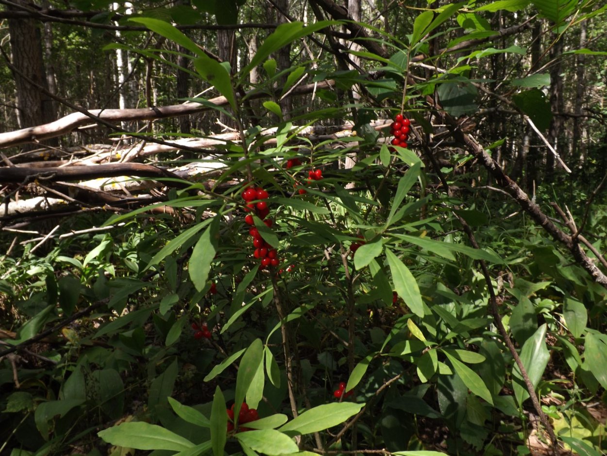 Волчье лыко