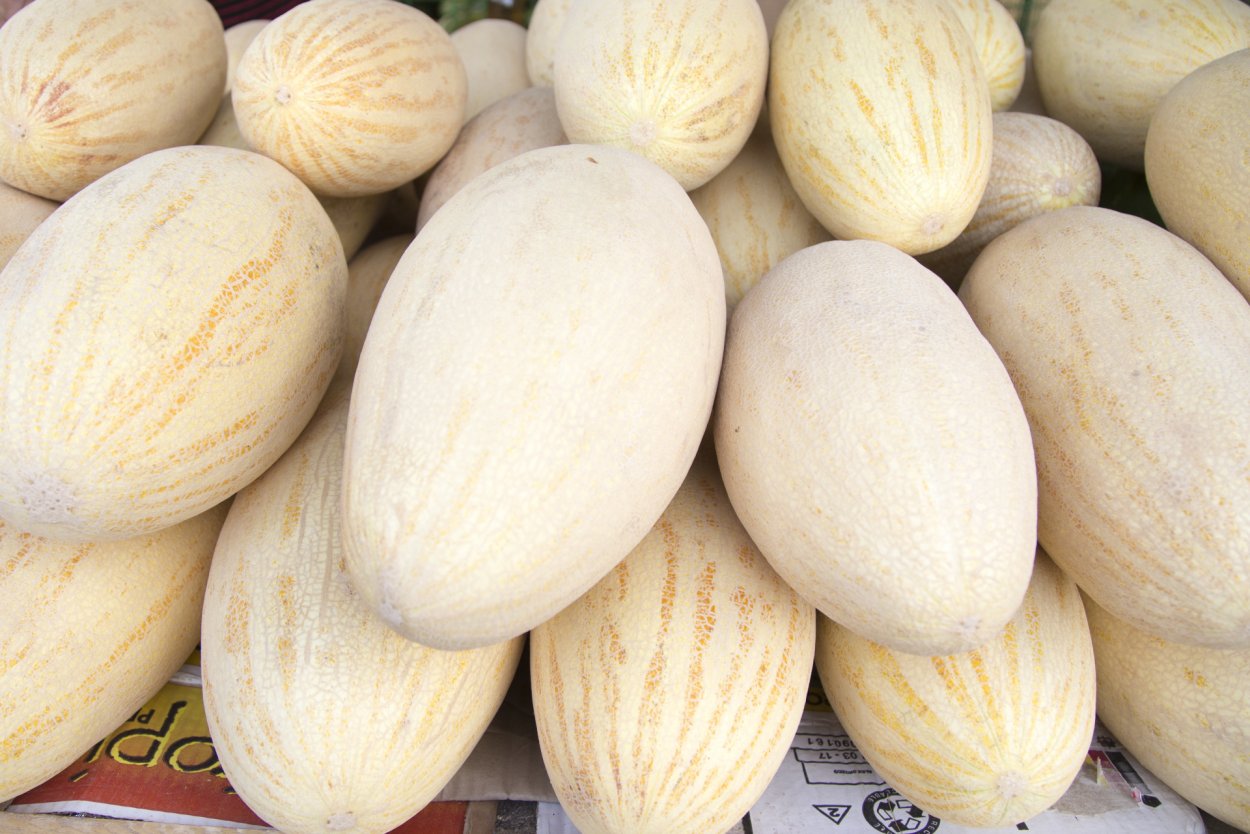 Мирзачульские дыни