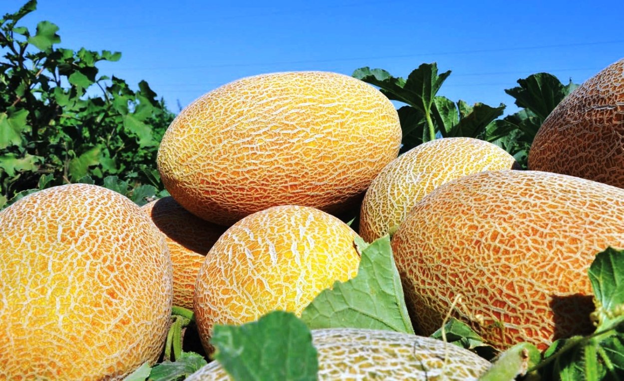 Дыня колхозница