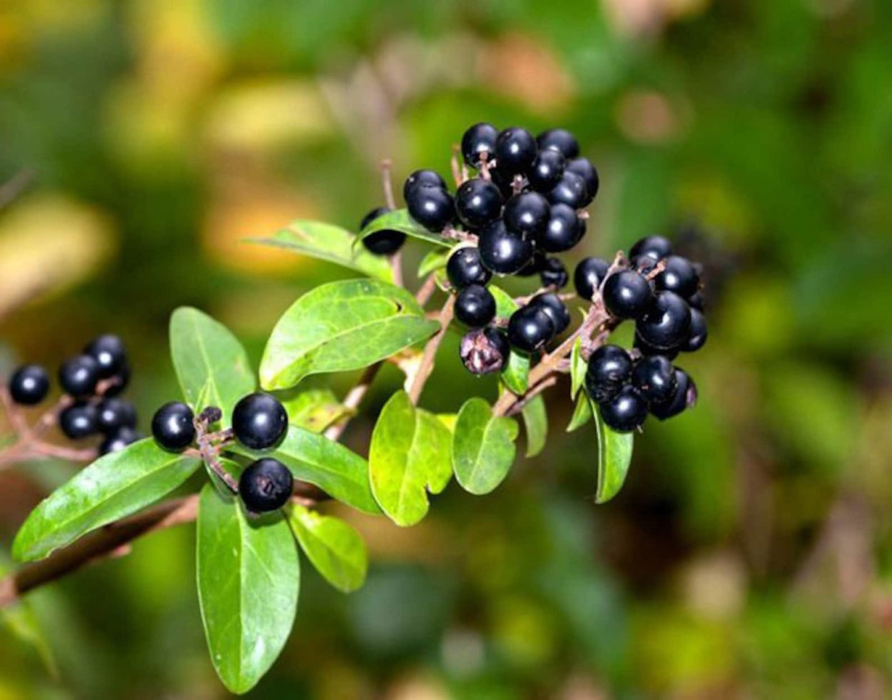 Жимолость Татарская (Lonícera tatárica)