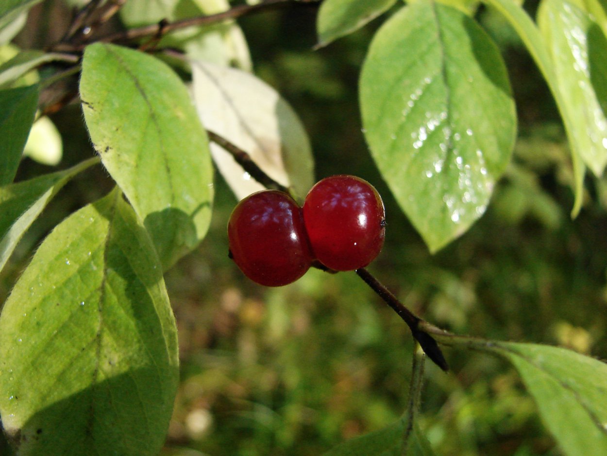 Жимолость Волчья ягода