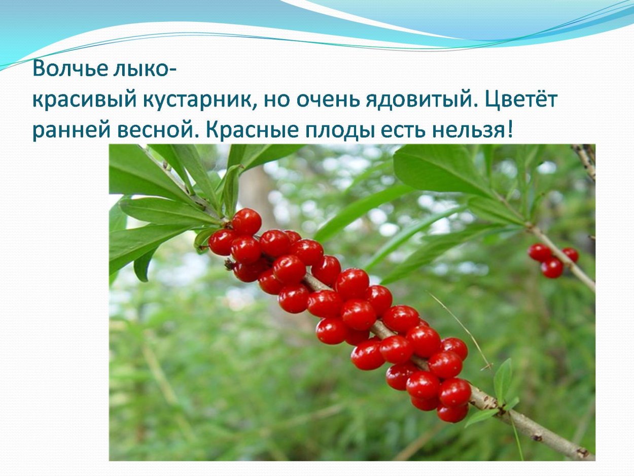 Волчье лыко (Волчеягодник обыкновенный)